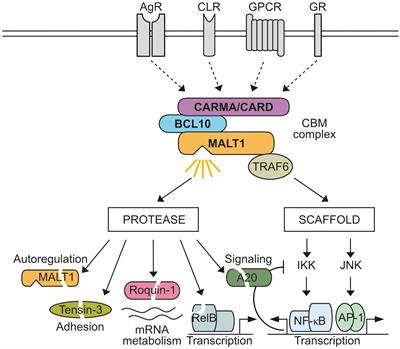 MALT1 substrate cleavage: what is it good for?